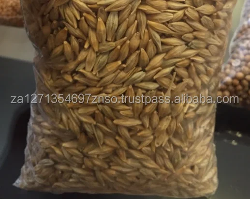 Wholesale Good Quality At Factory Price Barley Animal Feed Barley Seeds