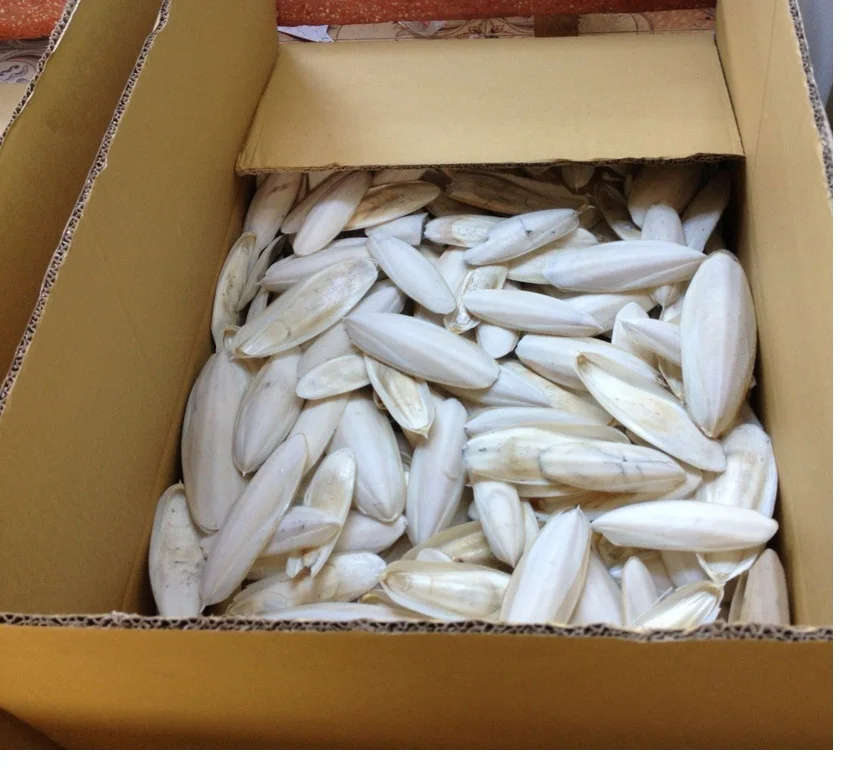 
Cuttle Fish Bone/ Cuttlefish Bone/Squid Bone For Producing Medicine (Ms Phoebe) 