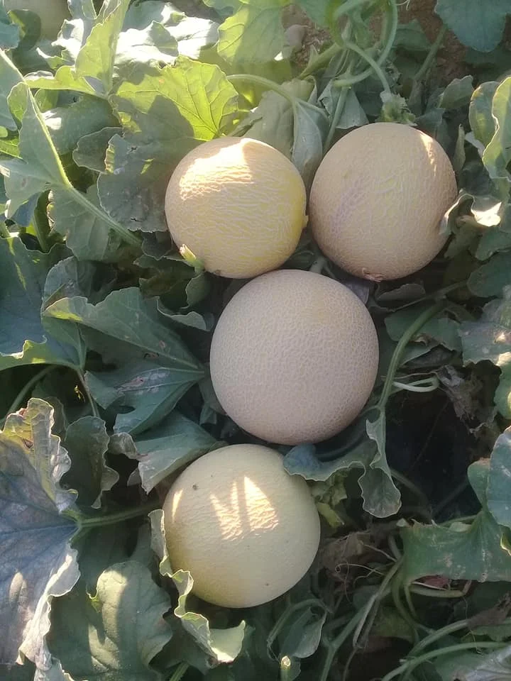 
Fresh Cantaloupe for sale , ready to export from egypt , melon fruit 