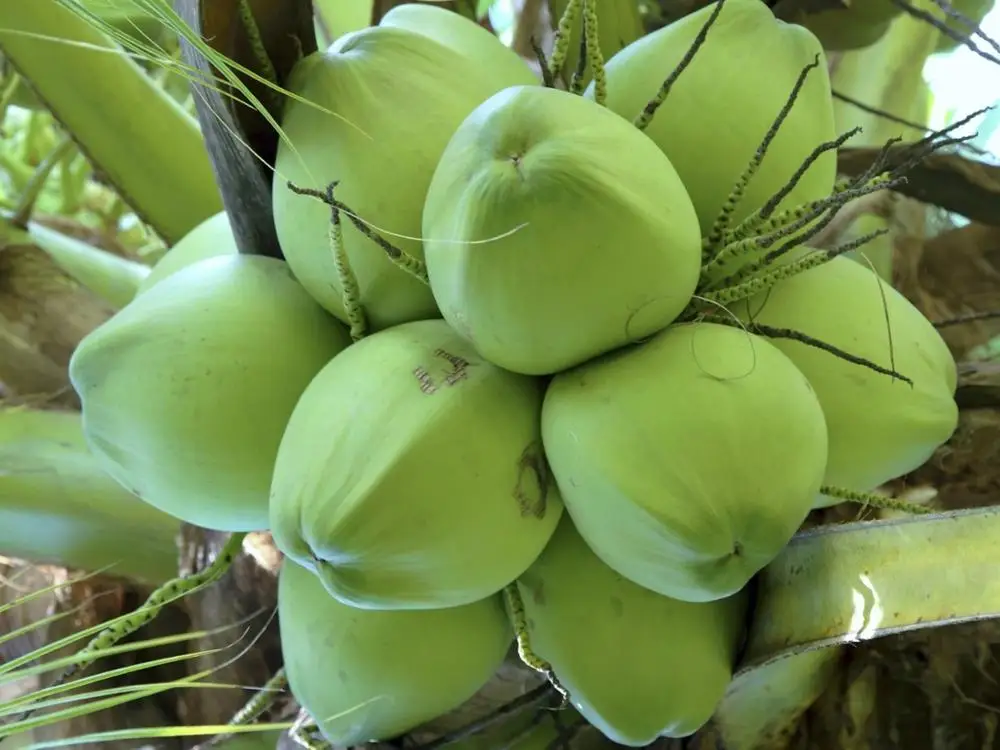 BEST PRODUCT FOR YOU!!! 100% FRESH COCONUTS FROM VIETNAM WITH COMPETITIVE PRICE AND HIGH QUALITY EXPORT IN 2022