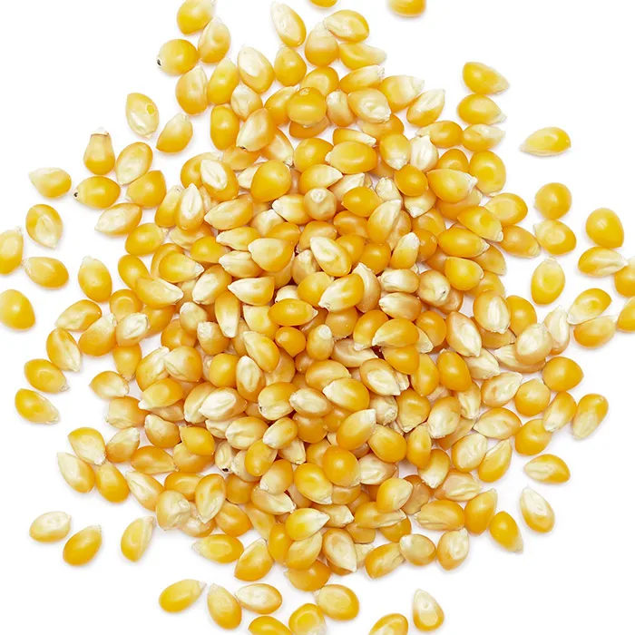 Yellow Corn (Animal Feed)