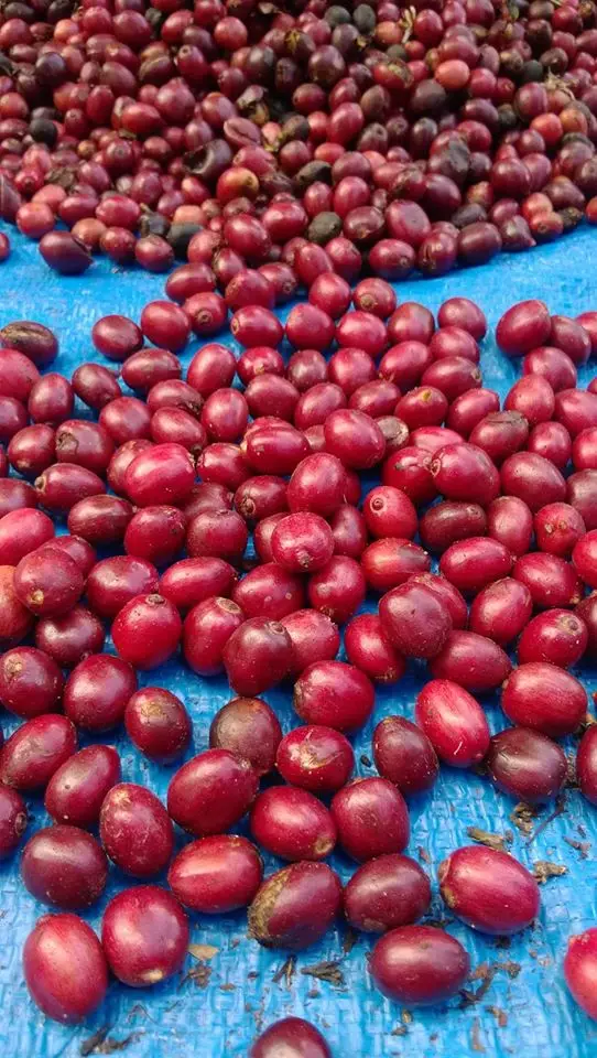 Premium Roasted Arabica / Robusta Coffee Beans - High quality green coffee bean export to EU, USA - Wholesale for coffee bean