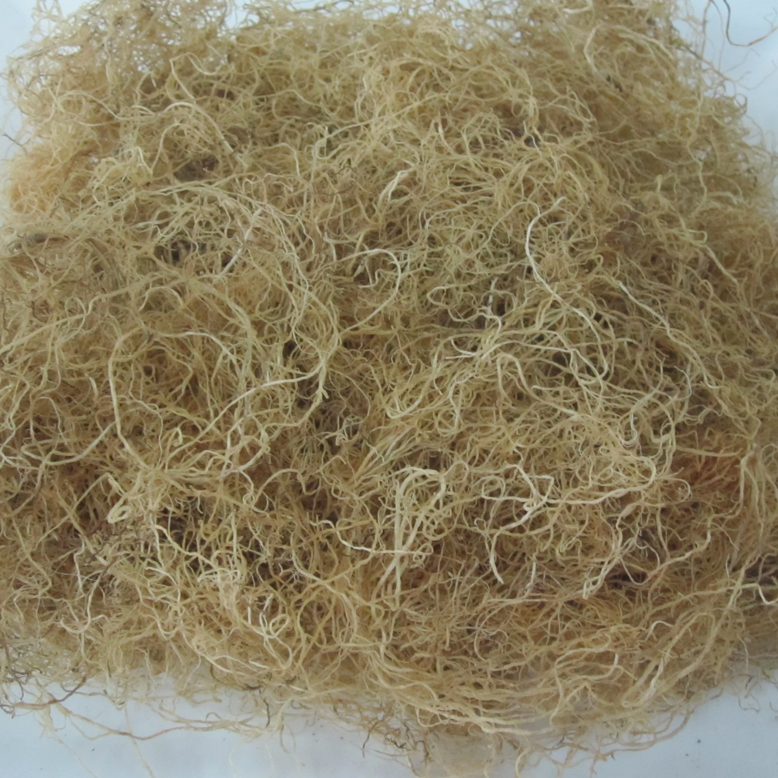 Gracilaria seaweed white color use food human lowest moisture of diep thao company