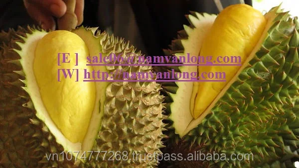 TOP EXPORT PRODUCT! GOOD DURIAN FRUIT WITH HIGH QUALITY AND BEST PRICE