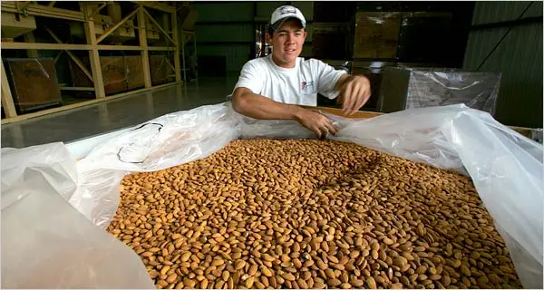 Cheap Price Wholesale Almond Nuts For Sale In bulk