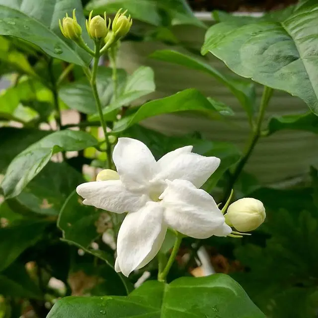 Top Grade GMP Certified 100% Pure and Natural Jasmine Essential Oil