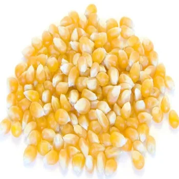 YELLOW CORN