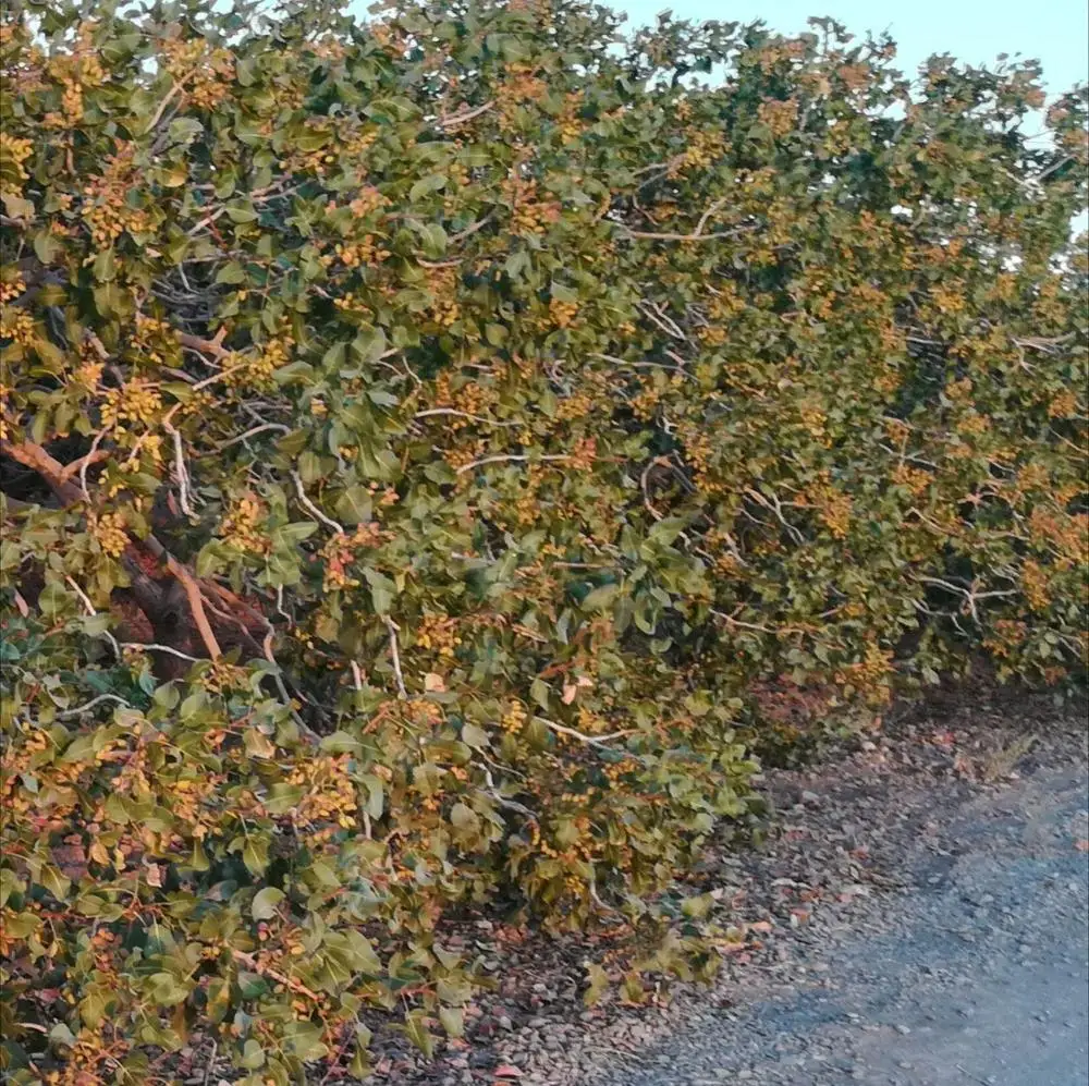 
Pistachio nuts roasted with Salt and saffron 