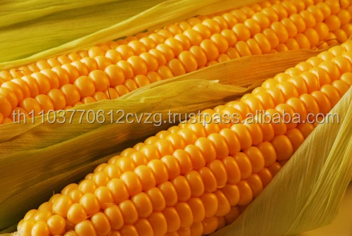 Желтый кукурузный желтый продукт из