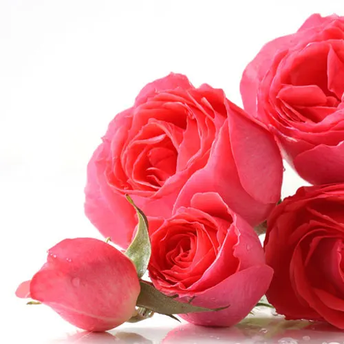 Rose Essential Oil for Bulk Supplier |Wholesale Supply Pure Rose Essential Oil