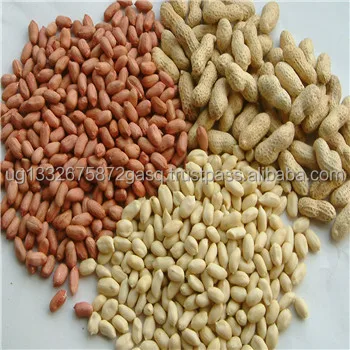 Red Peanut,blanched Peanut Kernels,Bold PeanutsBlanched Peanuts Java Peanuts/ Raw