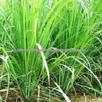 GINGER ESSENTIAL OIL