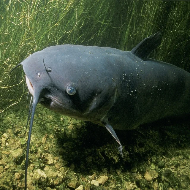 Feed probiotics for african catfish in Nigeria