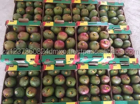 
FRESH MEXICAN KENT MANGOS/FRESH GOLDEN MANGOES 