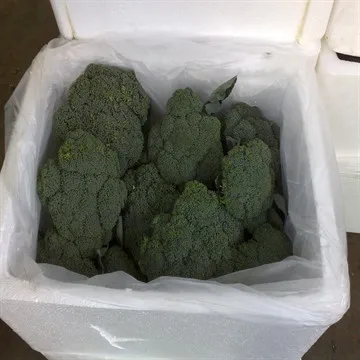 
broccoli for sale 