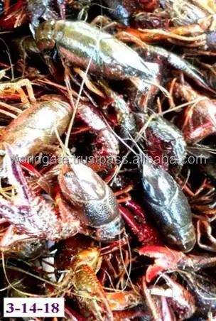 
Boiled / Frozen Crawfish origin the United States 