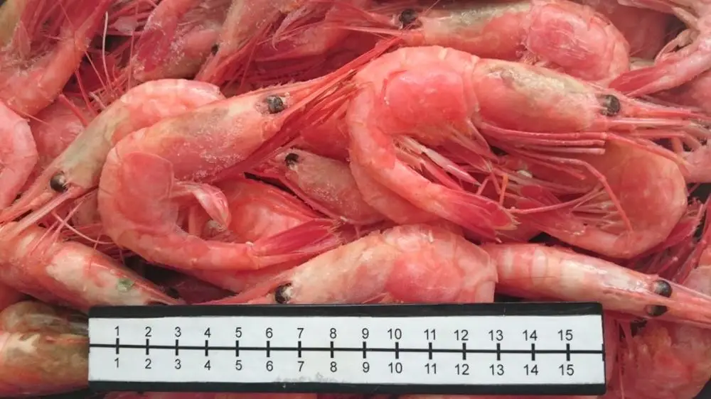 
Wild Eco Shrimp 