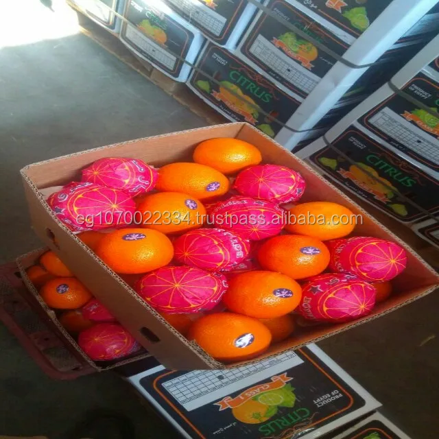 Fresh orange - Low Price - Finest quality - Egyptian origin