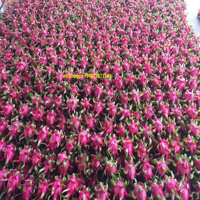 Свежие фрукты RED DRAGON, высокое качество