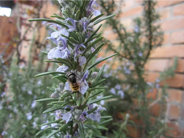 Protection of the liver health Tablets with silimarin- Made in Italy food supplement