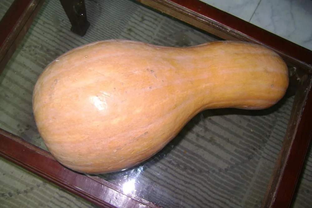 
fresh sweet pumpkins 