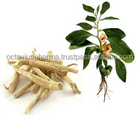 
Withania capsules for Anti-Cancer 