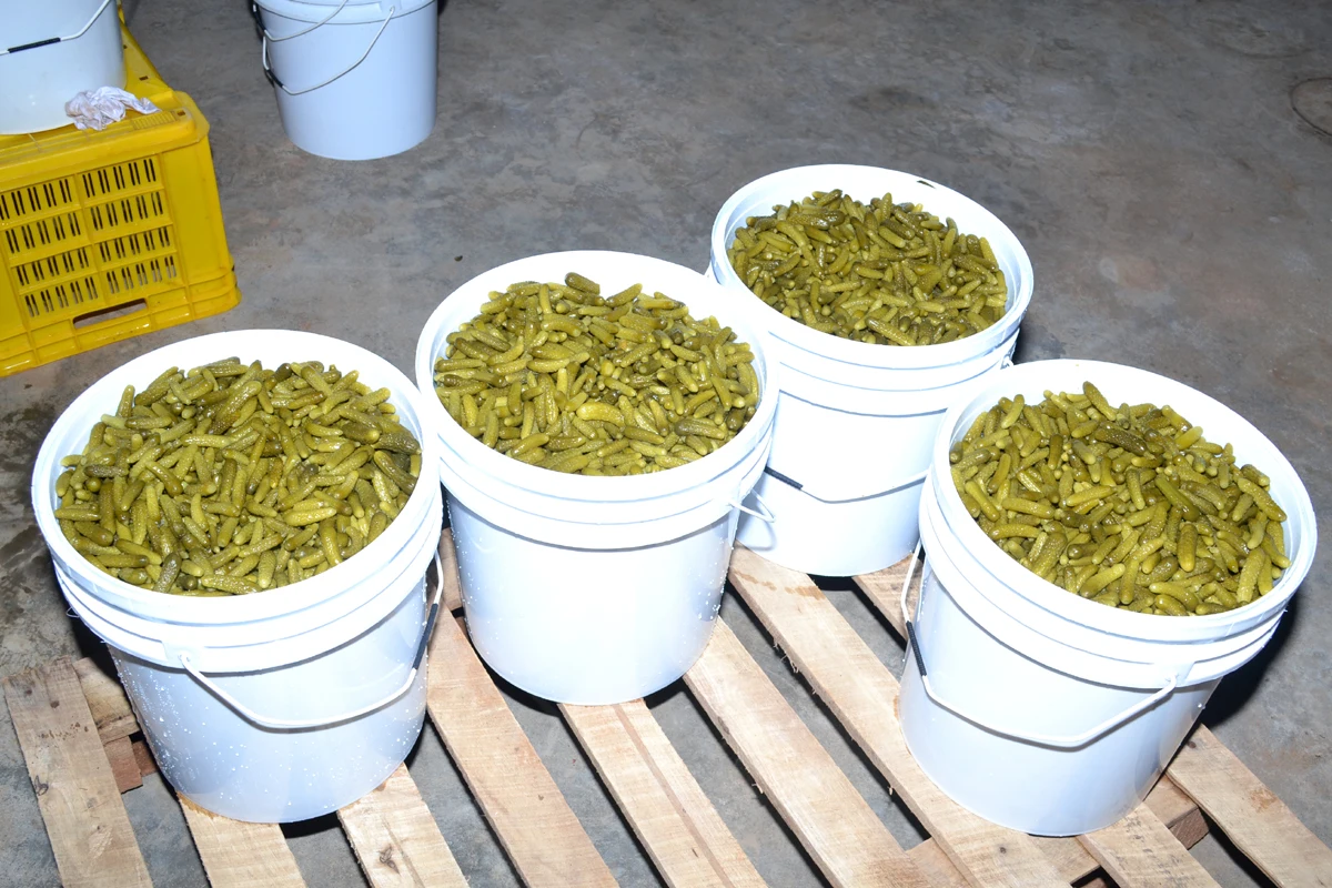 GHERKINS IN PLASTIC BUCKETS
