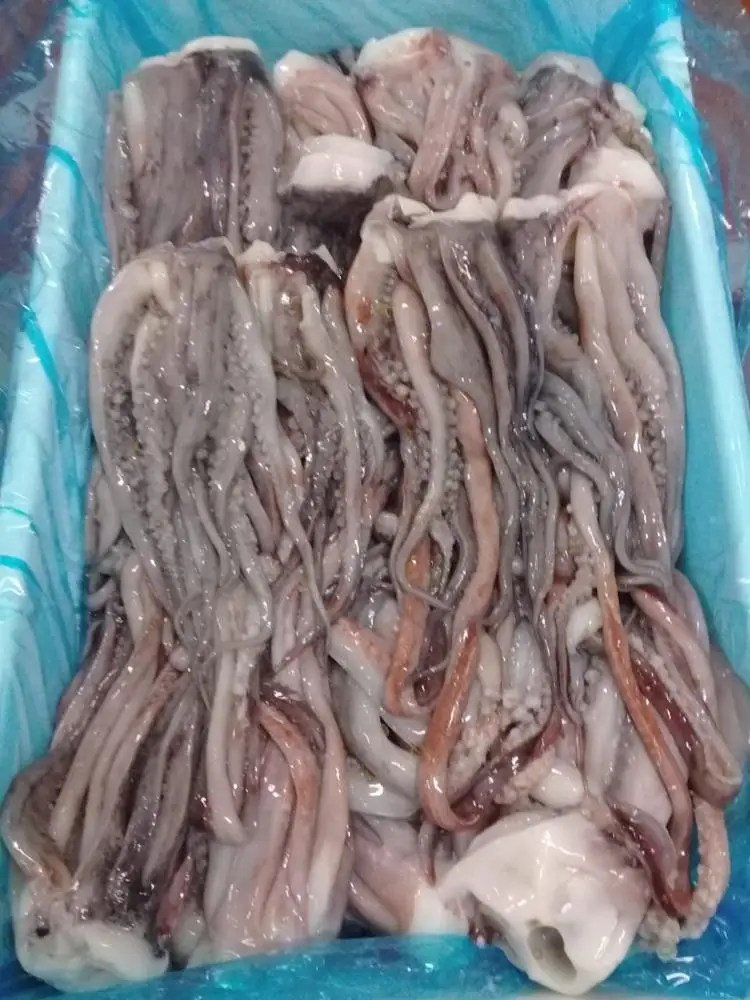Giant Squid Tentacles with suckers