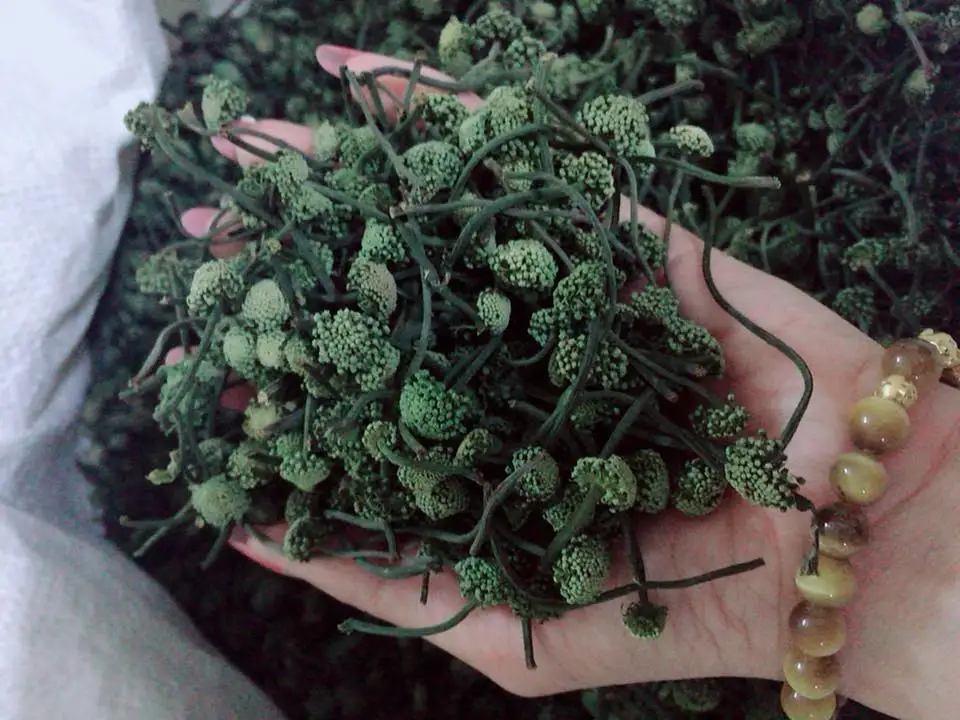 Panax Ginseng Flower/ Panax pseudoginseng Nees