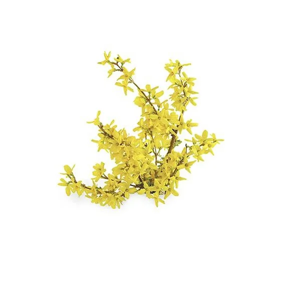 100% Pure and Natural Galbanum Oil Bulk Exporter From India at Wholesale Prices for Cosmetic Use