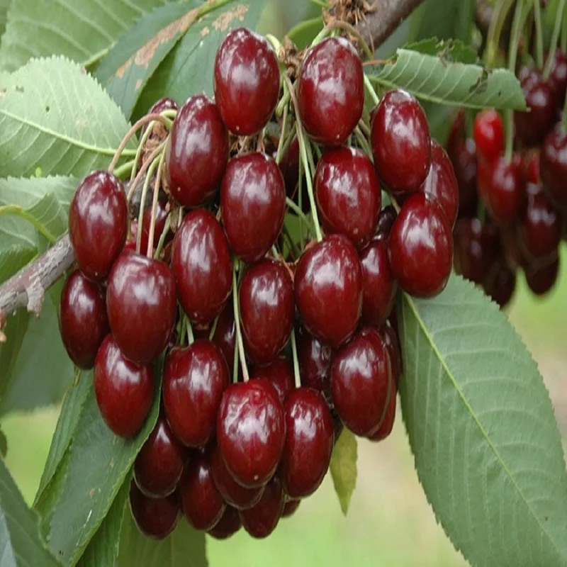 Quality Fresh Dark Red Cherries / Fresh Cherries Fruits Cheap Wholesales Price For Exportation