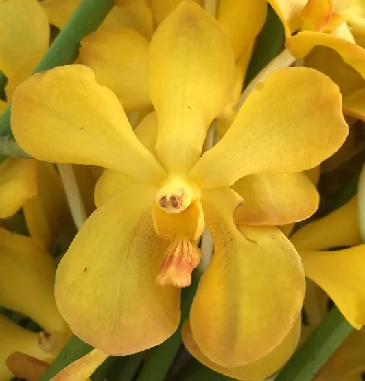 
Wholesale Mokara Yellow Thai Orchids Cut Flower -Premium Quality @ Best Price Try us!! 