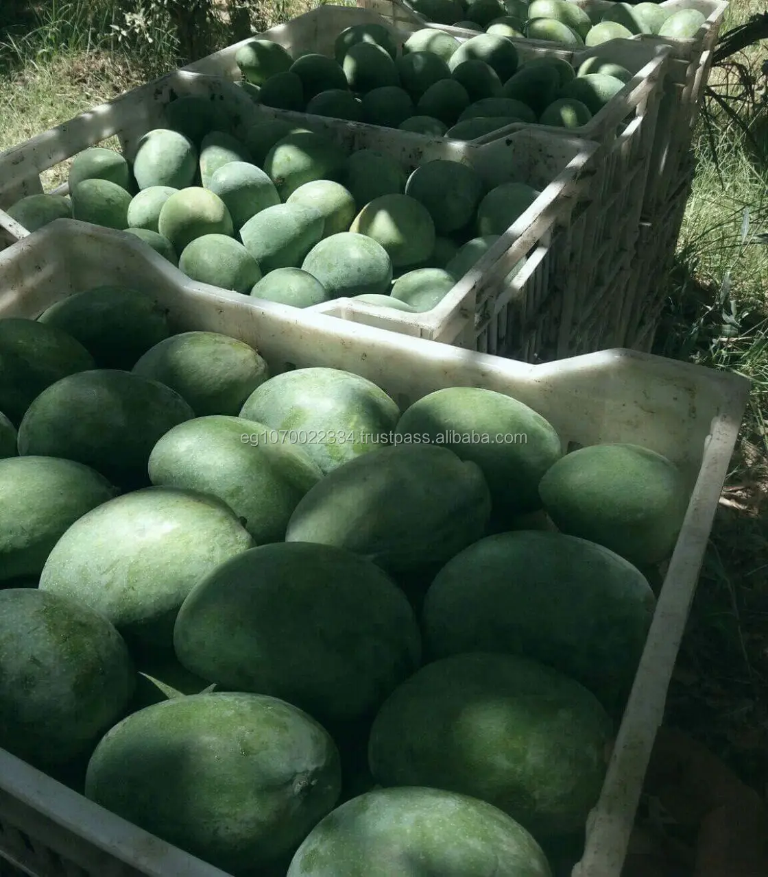 fresh mango ready export 2020