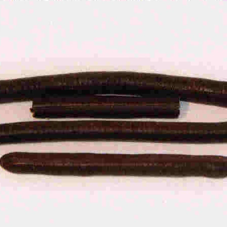 Paeonia officinalis root ( Oud Salib )