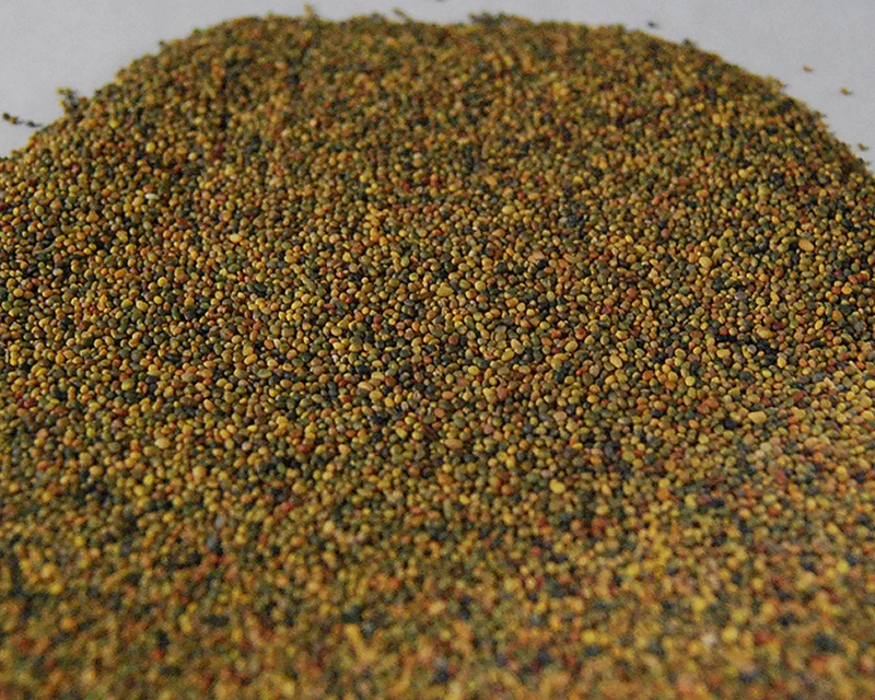 Hybrid Forage Seeds / Forage Seeds