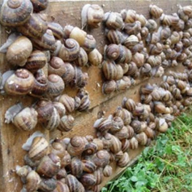 Свежее качественное замороженное ракушечное мясо/замороженная утка/Замороженные улитки ..