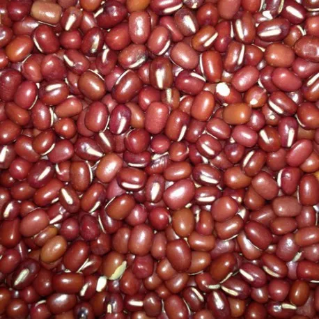 English Red Mung Bean (Adzuki Beans)