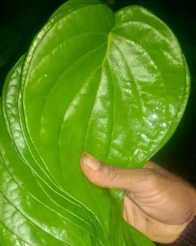 
Fresh Betel Leaves Available... 