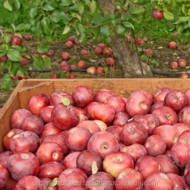 Bacterial organic liquid fertilizer for apples cultivation price in Indian companies