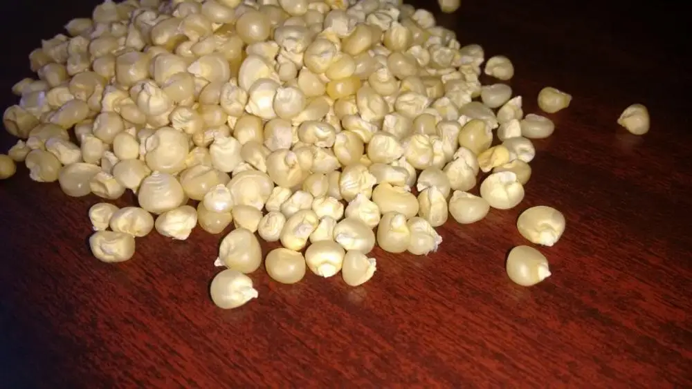 
White Maize 