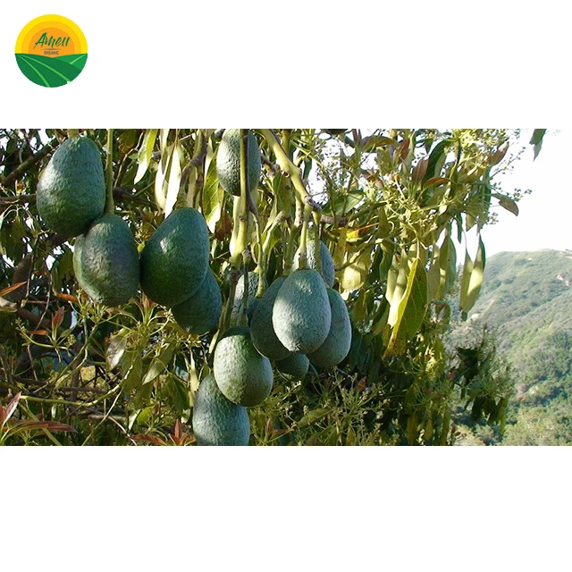 SWEET - HIGH QUALITY AVOCADO FOR EATING