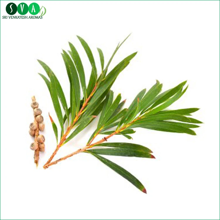 100% Pure Bulk Organic Tea Tree Essential Oil Natural Wholesale Supplier For Aromatherapy Export From India With Best Prices Oil