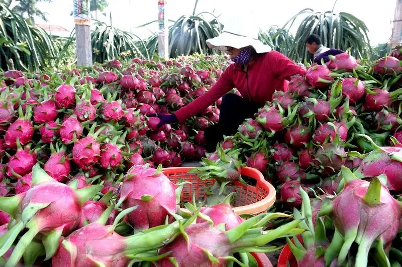 
Dragon fruit in Viet Nam with cheap price / good quality ever /Vivian +84 33 88 20 462 