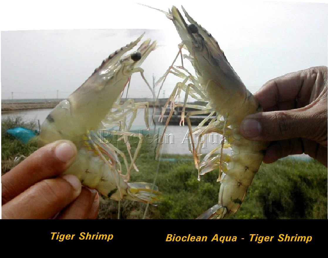 Shrimp feed to harden the shell (Penaeus vannawei, mantis shrimp)probiotics for shrimp