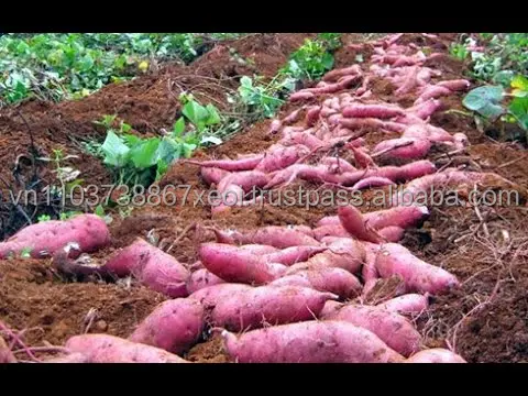 HIGH QUALITY JAPANESE SWEET in 2021 sweet potato cheap price  +84-845-639-639