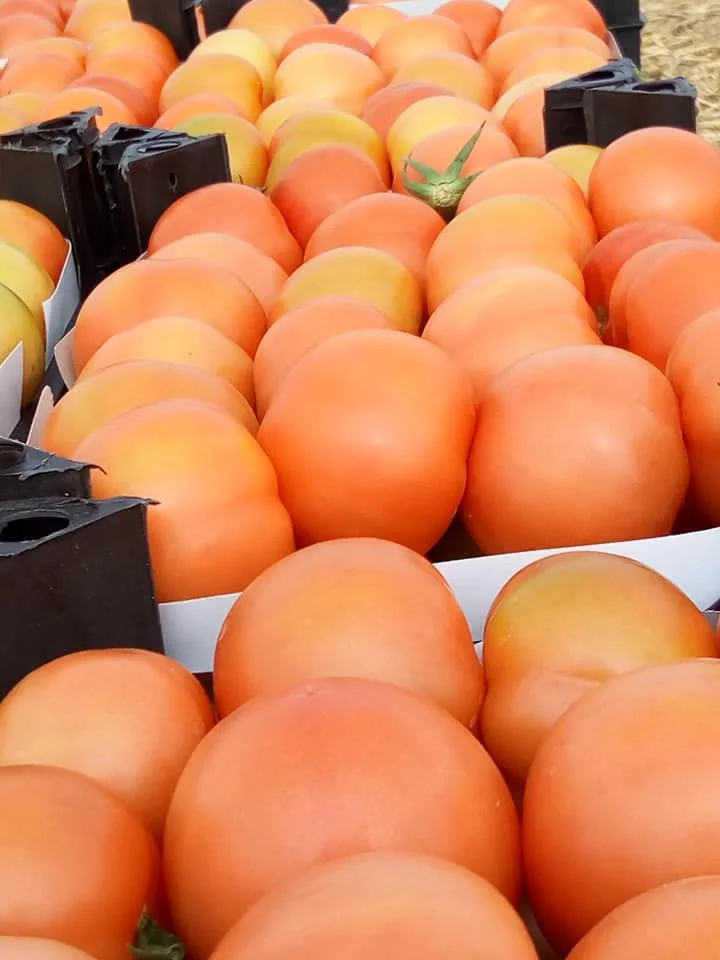 
Fresh Tomato , Cherry Green Tomato , Fresh crop for sale 2019 ready to export 