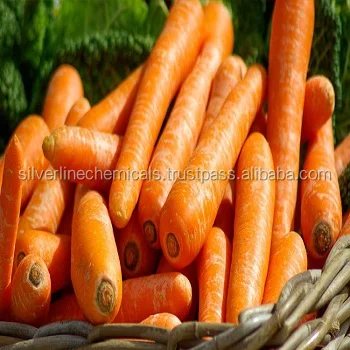 Wholesale Pure Carrot Seed Essential Oil
