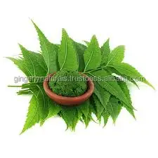 WholeSale Supplier of Neem Powder from India