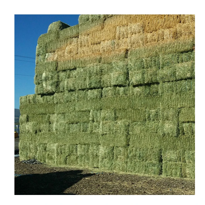 Top Quality Chicken Alfalfa Hay For Animal Feed