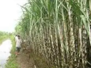 Best Product Vietnam Originated MSDM Sugarcane Molasses For Animal Feed With Factory Price